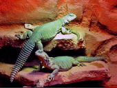 Uromastyx aegyptia