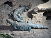 Uromastyx aegyptia