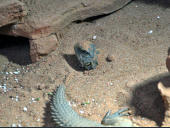 Uromastyx aegyptia