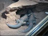 Uromastyx aegyptia