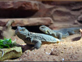 Uromastyx aegyptia