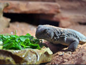 Uromastyx aegyptia