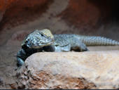 Uromastyx acanthinura nigriventris
