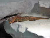 Uromastyx ocellata