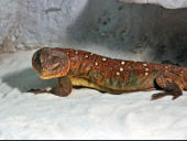 Uromastyx ocellata