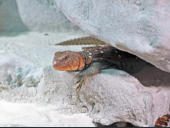 Uromastyx ocellata