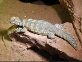 Uromastyx acanthinura nigriventris