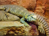 Uromastyx acanthinura nigriventris