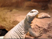 Uromastyx aegyptia