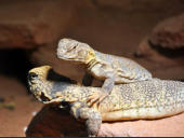 Uromastyx acanthinura nigriventris