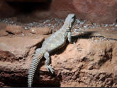 Uromastyx aegyptia