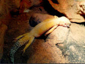 Eublepharis macularius Super Hypo Carrot Tail Baldy
