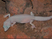 Eublepharis macularius Blazing Blizzard