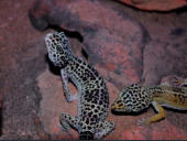 Eublepharis macularius
