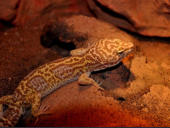 Eublepharis macularius Raptor