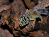Eublepharis macularius Hypo Tangerine Carrot Tail