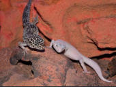 Eublepharis macularius 