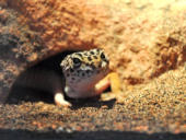 Eublepharis macularius Hypo Tangerine Carrot Tail