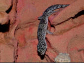 Eublepharis macularius Nominat