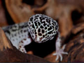 Eublepharis macularius Nominat