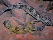 Eublepharis macularius 
