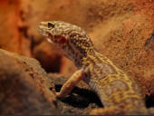Eublepharis macularius Raptor