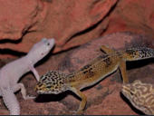 Eublepharis macularius 
