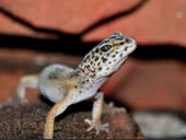Eublepharis macularius Hypo Tangerine Carrot Tail