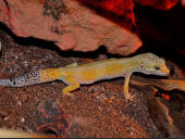 Eublepharis macularius Super Hypo Carrot Tail Baldy