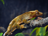 Rhacodactylus ciliatus