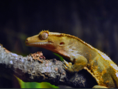 Rhacodactylus ciliatus