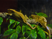 Rhacodactylus ciliatus