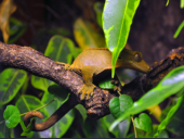 Rhacodactylus ciliatus