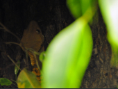 Rhacodactylus ciliatus