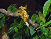 Rhacodactylus ciliatus