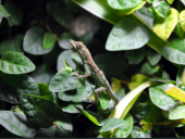 Anolis roquet roquet