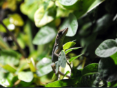 Anolis roquet roquet