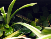 Anolis roquet roquet