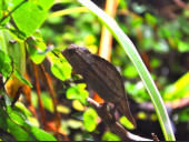 Rieppeleon brevicaudatus