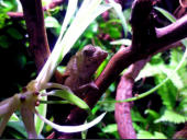 Rieppeleon brevicaudatus