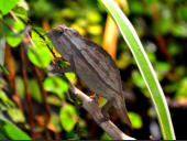 Rieppeleon brevicaudatus