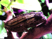 Rieppeleon brevicaudatus