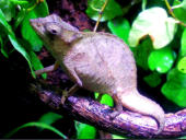 Rieppeleon brevicaudatus