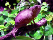 Rieppeleon brevicaudatus