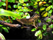 Rieppeleon brevicaudatus