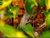 Rieppeleon brevicaudatus
