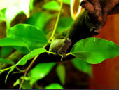 Rieppeleon brevicaudatus