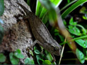Rieppeleon brevicaudatus