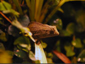 Rieppeleon brevicaudatus