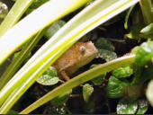 Rieppeleon brevicaudatus